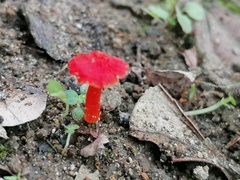 Fungi