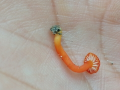 Fungi