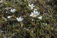 Claytonia acutifolia