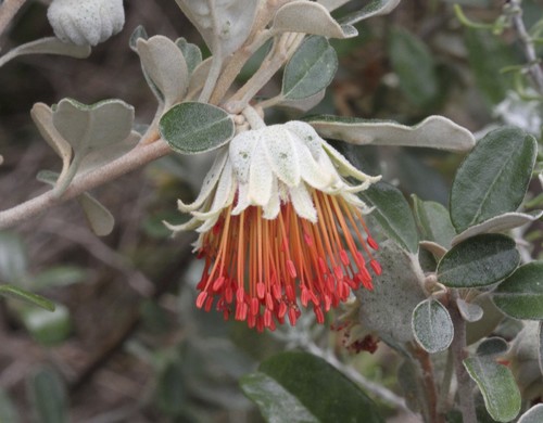 Diplolaena dampieri Desf.