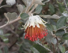 Diplolaena dampieri