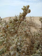 Tetraena alba image