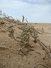 Tetraena alba image