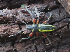 Naupactus sulphurifer