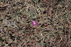 Drosanthemum