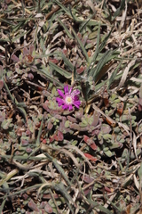 Drosanthemum