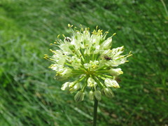 Allium victorialis