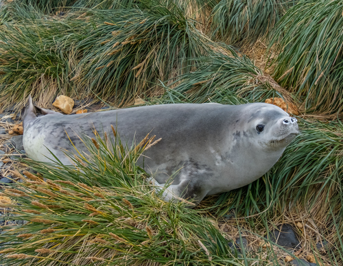 Lobodon carcinophaga (Hombron & Jacquinot, 1842)