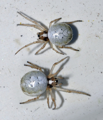 Hypsosinga albovittata