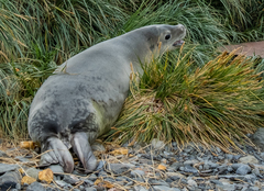 Crabeater Seal photo 4