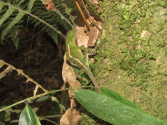 Enyalius iheringii