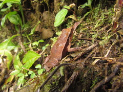 Physalaemus lateristriga