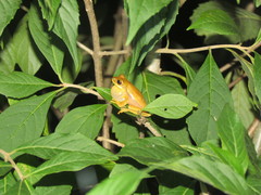 Boana bischoffi