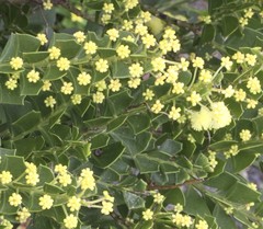 Acacia littorea
