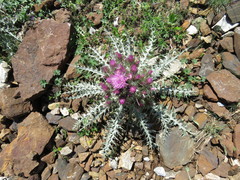 Carduus carlinoides