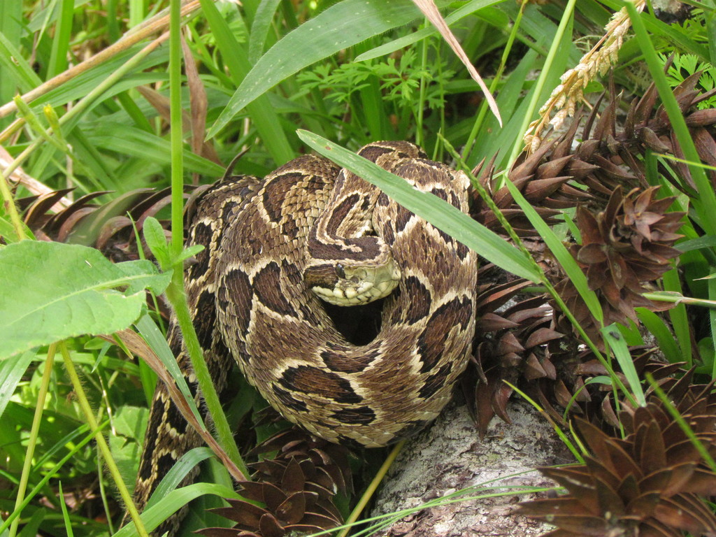 Cotiara