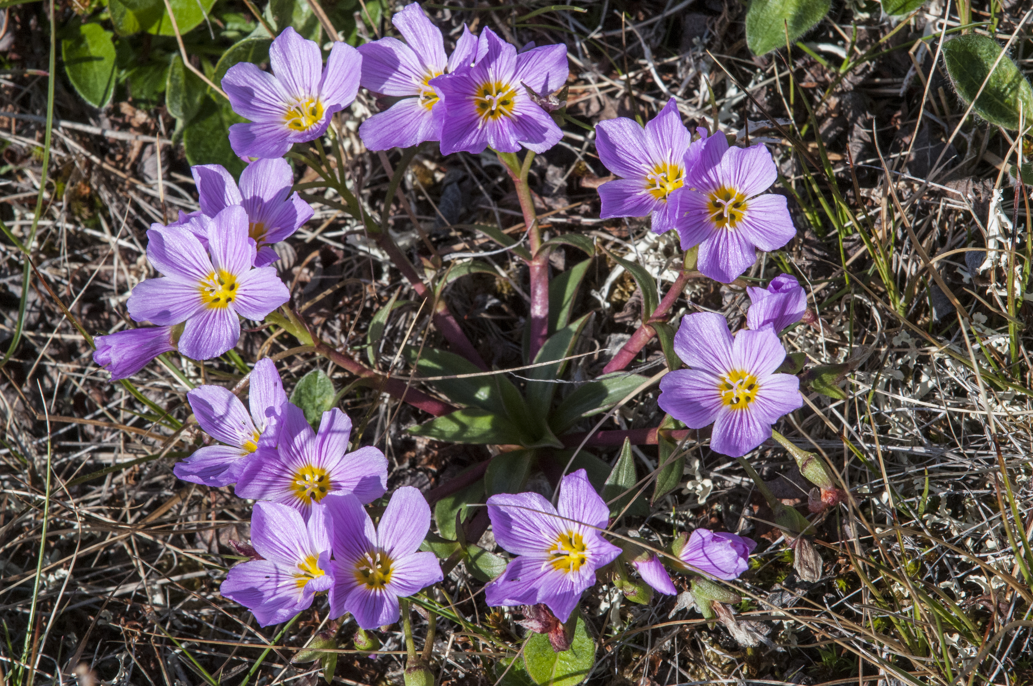 Claytonia acutifolia