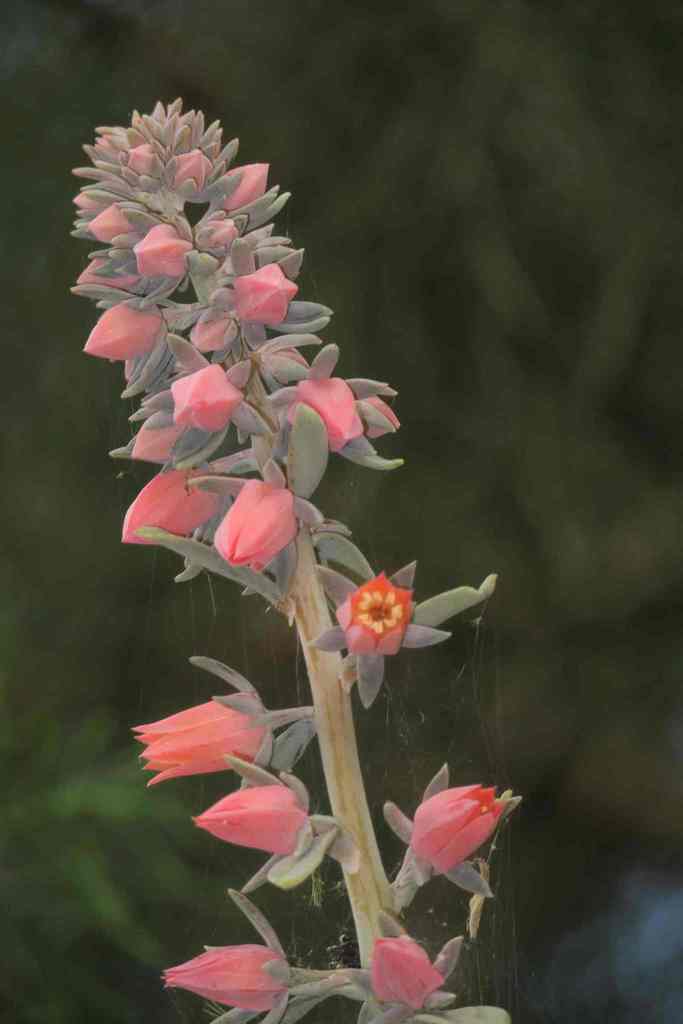 Echeveria australis