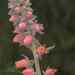Echeveria australis - Photo (c) faultier333, algunos derechos reservados (CC BY-NC), subido por faultier333