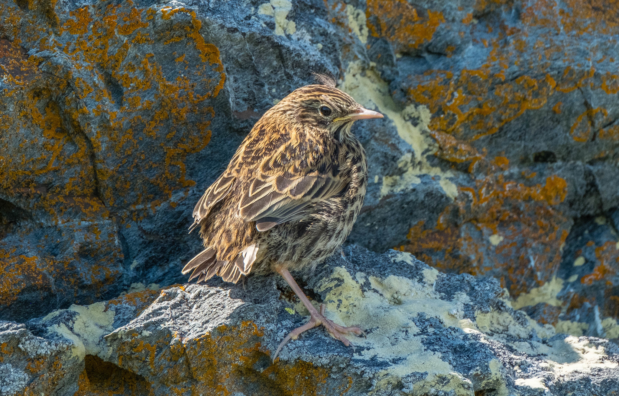 ピアス BirdtypeCatch aJapanesetype Qwinegrass BirdtypeCatch aJapanesetype Qwinegrass BirdtypeCatch aJapanesetype
