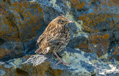 South Georgia Pipit photo 3