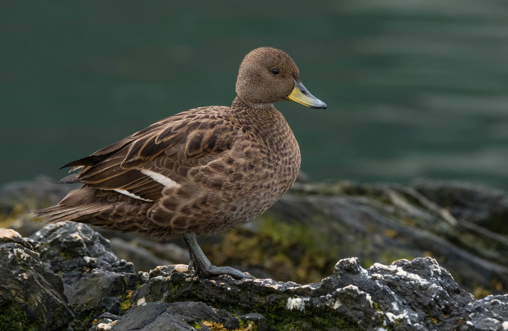 Yellow-Billed Pintail