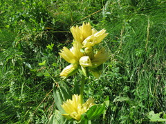 Gentiana burseri