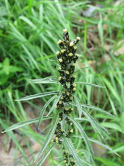 Omalotheca sylvatica