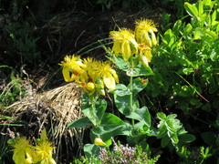 Hypericum richeri burseri