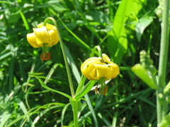 Lilium pyrenaicum