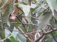 Picumnus granadensis