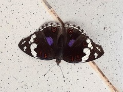 Junonia oenone oenone