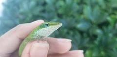 Anolis carolinensis