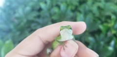 Anolis carolinensis