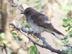 Prodotiscus regulus