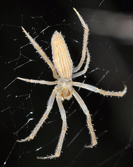 Larinia lineata