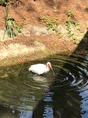 Eudocimus albus