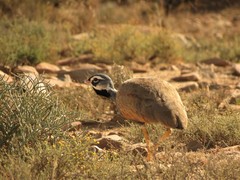 Eupodotis caerulescens