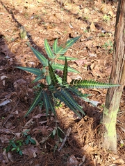 Arachniodes simplicior