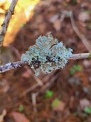 Heterodermia echinata