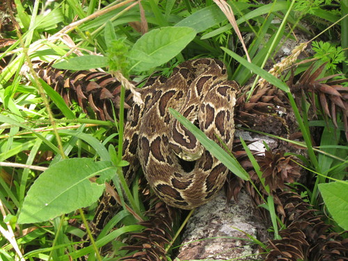 Photo of a Cotiara (Bothrops cotiara)