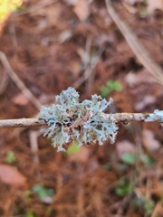 Heterodermia echinata