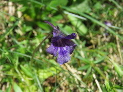 Pinguicula grandiflora