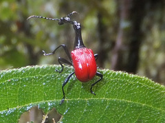 Trachelophorus giraffa