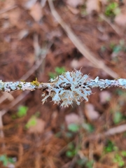 Heterodermia echinata