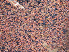 Azolla caroliniana