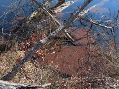 Azolla caroliniana