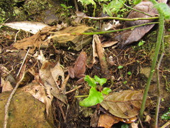 Physalaemus lateristriga