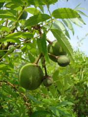 Xanthoceras sorbifolium