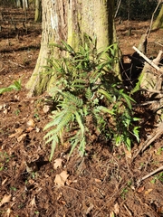 Arachniodes simplicior